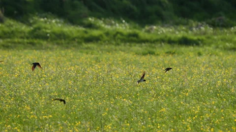 Barn swallow (Hirundo rustica) flock flying over a meadow Stock Footage 268221910
