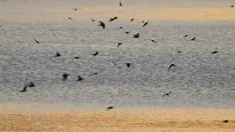 Barn swallow (Hirundo rustica) flock flying over a lake at sunset Stock Footage 268232176