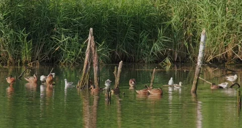 A barn swallow Hirundo rustica flying over the water amidst other waterfowl. 스톡 동영상 341005822