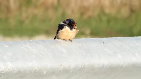 Barn Swallow (Hirundo rustica) Stock Footage 22918029