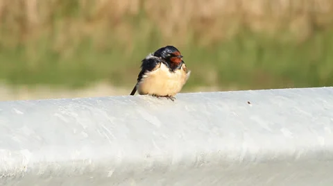 Barn Swallow (Hirundo rustica) Stock Footage 22918237