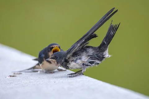 Barn Swallow, Hirundo rustica, juvenile feeding Stock Photos