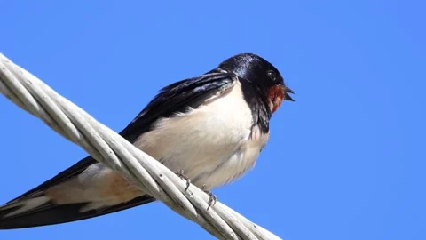 Barn Swallow (Hirundo rustica) perched on a wire against a clear blue sky backgr Stock-Footage 333586117
