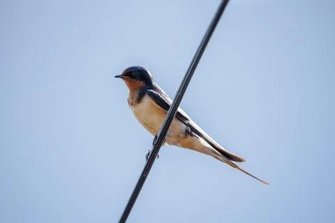 Barn Swallow (Hirundo rustica) perched on a wire against a blue sky. Stock Photos