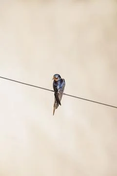 Barn Swallow (Hirundo rustica) perched on a wire on light background. Stock-Fotos