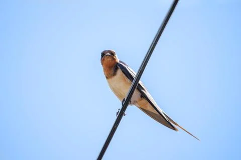 Barn Swallow (Hirundo rustica) perched on a wire against a blue sky. Stock-Fotos