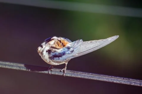 Barn Swallow (Hirundo rustica) perched on a wire cleaning its feathers. Photos
