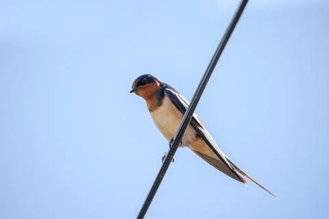 Barn Swallow (Hirundo rustica) perched on a wire against a blue sky. 스톡 사진