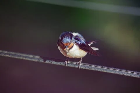 Barn Swallow (Hirundo rustica) perched on a wire on dark background. 스톡 사진