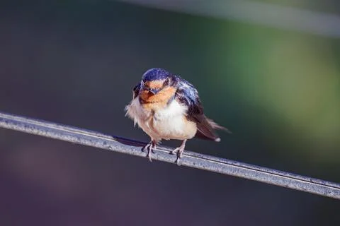 Barn Swallow (Hirundo rustica) perched on a wire on dark background. Fotos de archivo