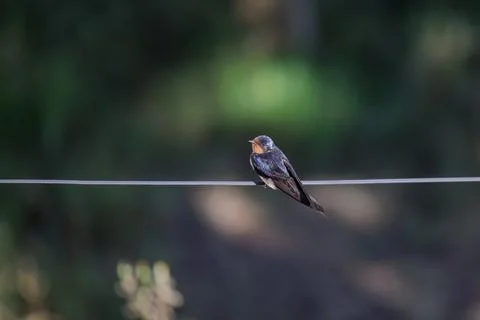 Barn Swallow (Hirundo rustica) perched on a wire on dark background. Fotos de archivo