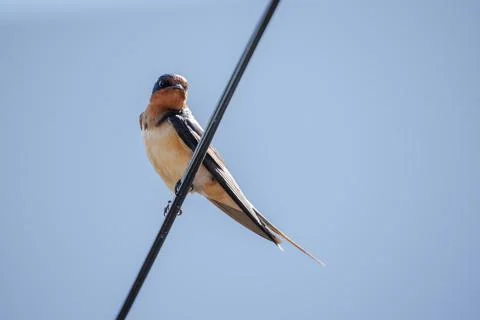 Barn Swallow (Hirundo rustica) perched on a wire against a blue sky. Stock Photos