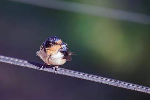 Barn Swallow (Hirundo rustica) perched on a wire on dark background. Stock Photos