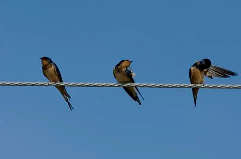 Barn swallow hirundo rustica Stock Photos
