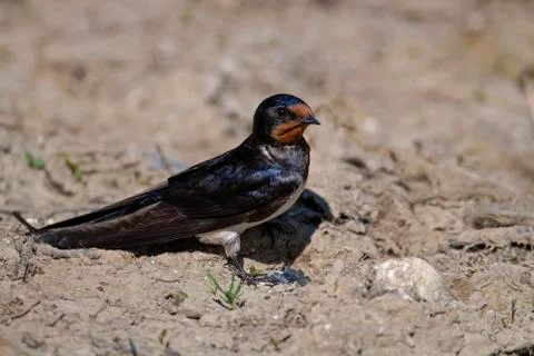 Barn Swallow- Hirundo rustica. Stock Photos