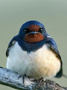 Barn swallow (Hirundo rustica) Stock Photos