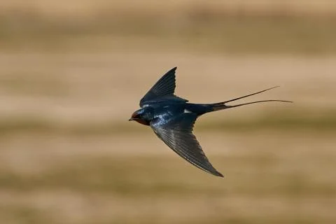 Barn swallow (Hirundo rustica) Stock Photos