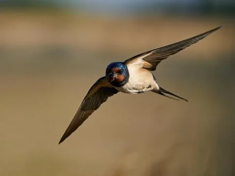 Barn swallow (Hirundo rustica) Stock Photos
