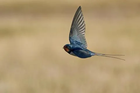 Barn swallow (Hirundo rustica) Stock Photos
