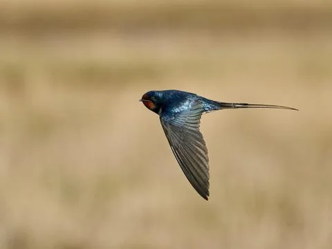 Barn swallow (Hirundo rustica) Stock Photos