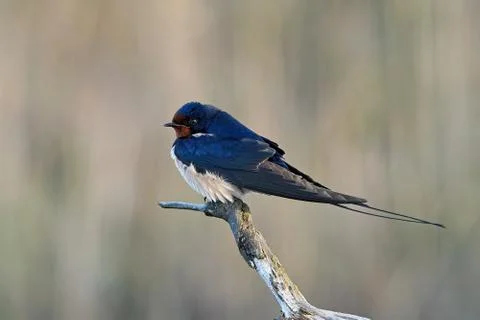 Barn swallow (Hirundo rustica) Stock Photos