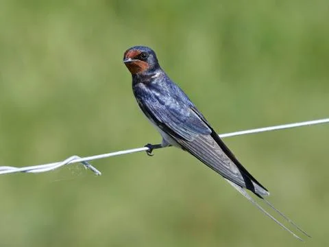 Barn swallow (Hirundo rustica) Foto stock