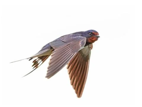 Barn swallow (Hirundo rustica) Stock Photos