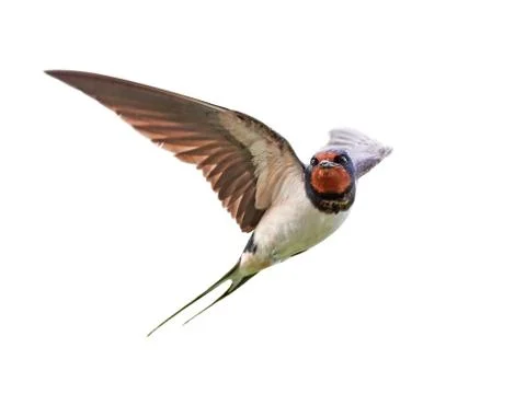 Barn swallow (Hirundo rustica) Stock Photos