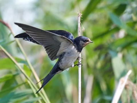 Barn Swallow (Hirundo rustica) Stock Photos