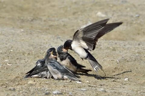 Barn Swallow (Hirundo rustica) Stock Photos