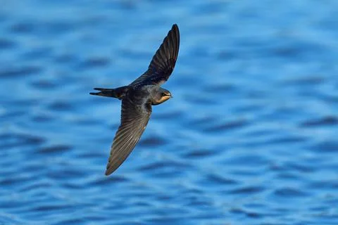Barn swallow (Hirundo rustica) Stock Photos