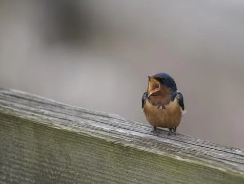 Barn swallow (Hirundo rustica) Stock Photos