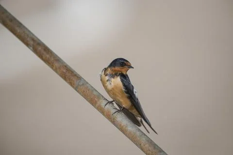 Barn swallow (Hirundo rustica) Stock Photos