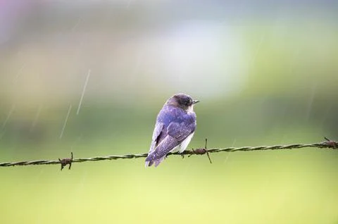 Barn Swallow (Hirundo rustica) Stock Photos