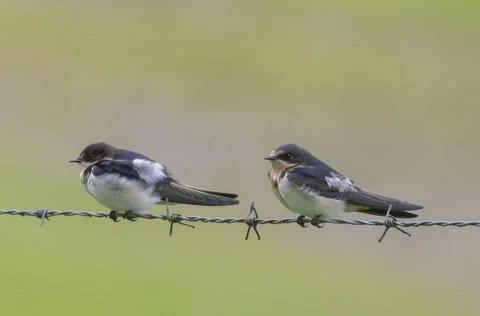 Barn Swallow (Hirundo rustica) Stock Photos