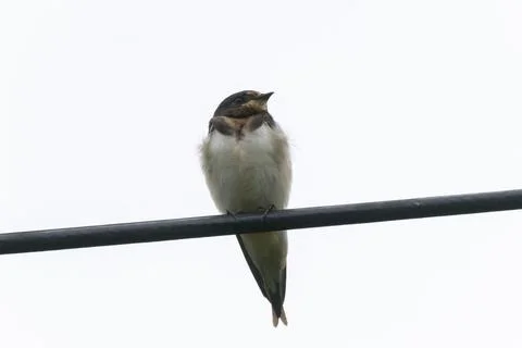 Barn Swallow (Hirundo rustica) Stock Photos