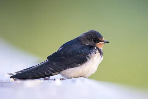 Barn Swallow Hirundo rustica resting closeup Stock Photos