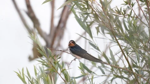 Barn Swallow (Hirundo rustica) sits on a branch above the water Video stock 111629256