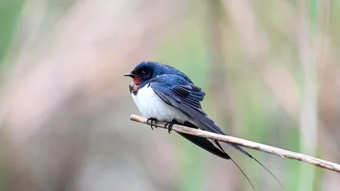 Barn Swallow Hirundo rustica sitting on a reed, looking around.  Stock Footage 290968881