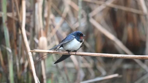 Barn Swallow Hirundo rustica Sitting on a reed in the rain, looking around and f Stock-Footage 307287076