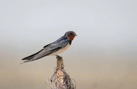 The barn swallow (Hirundo rustica) sitting on the branch with green backgroun Stock Photos