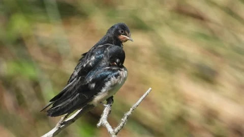 Barn swallow, Hirundo rustica, Spain Stock Footage 234399838