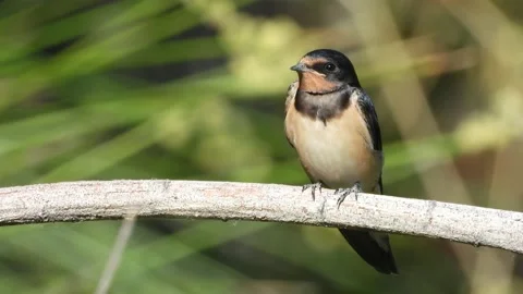 Barn swallow, Hirundo rustica, Spain Stock Footage 234400100