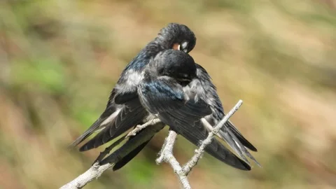 Barn swallow, Hirundo rustica, Spain Stock Footage 234400367