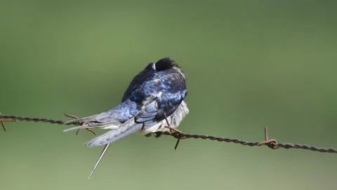 Barn swallow, Hirundo rustica, Spain Stock Footage 234400858