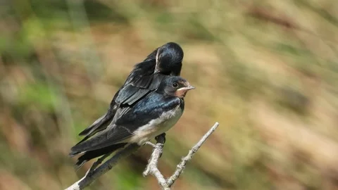 Barn swallow, Hirundo rustica, Spain Stock Footage 234400862