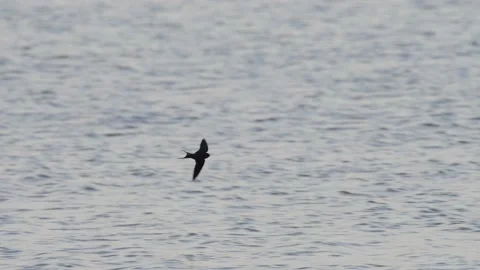 Barn swallow, Hirundo rustica, Spain Stock Footage 234400870