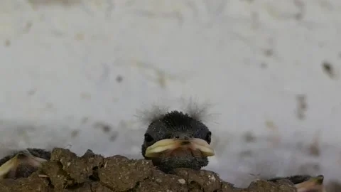 Barn swallow, Hirundo rustica, Spain Stock Footage 234400891