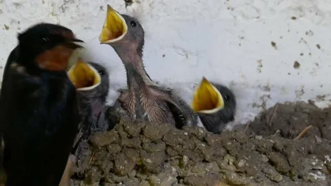 Barn swallow, Hirundo rustica, Spain Stock Footage 234400894