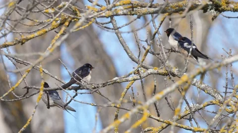 Barn swallow, Hirundo rustica, Spain Stock Footage 234400969